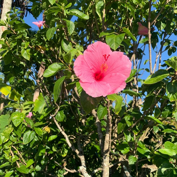 Meet your Posher, Vivian - Picture 1 of 1